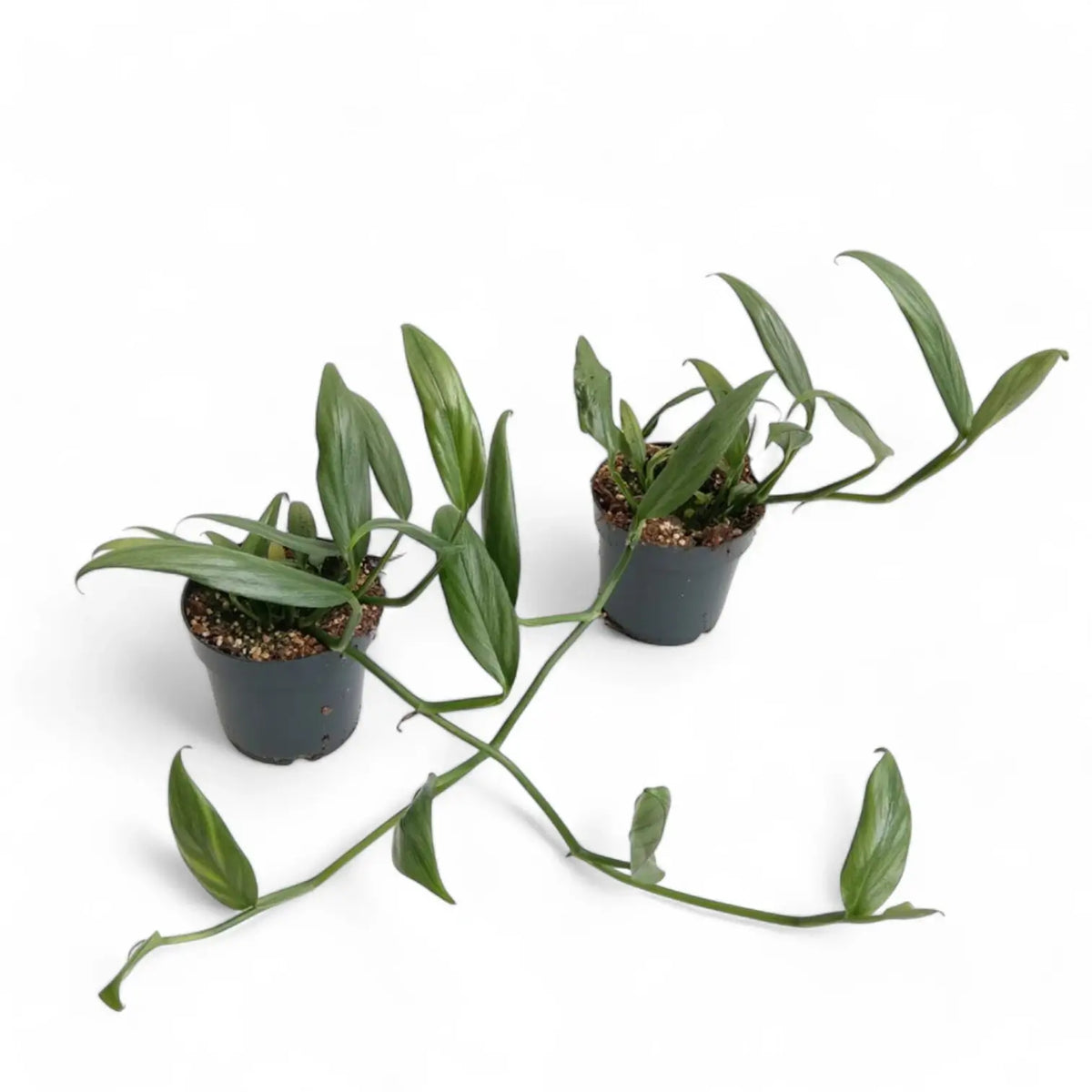 Epipremnum amplissimum potted plant in nursery pot on white background.