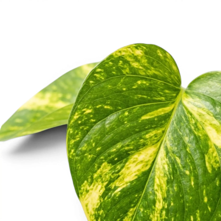 Close up of Epipremnum aureum foliage on a white background