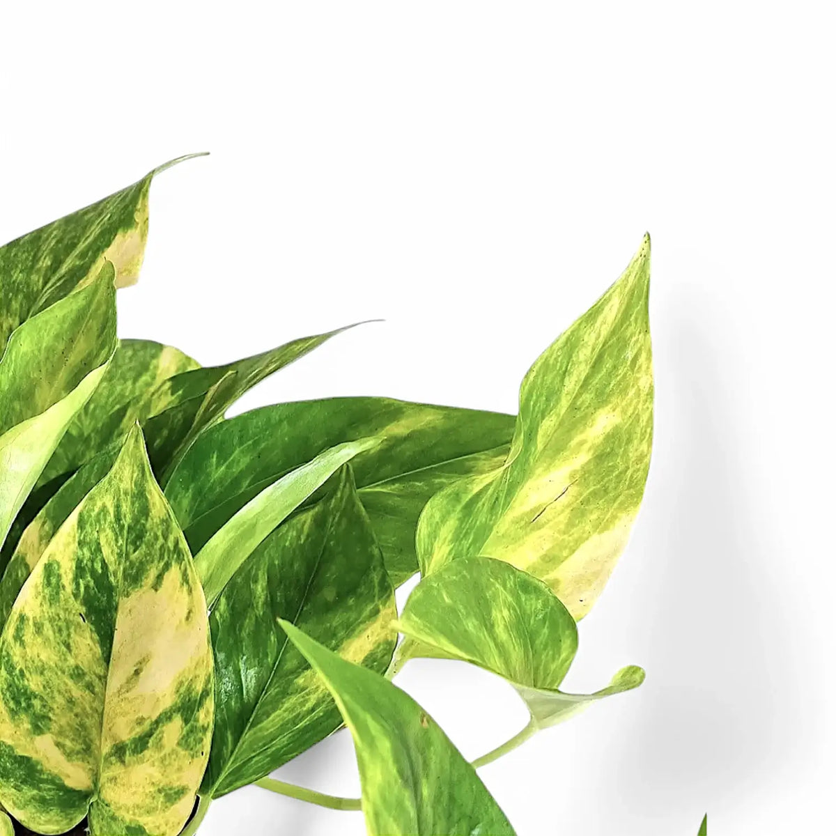 Epipremnum aureum 'HiColor' leaf detail on white background.