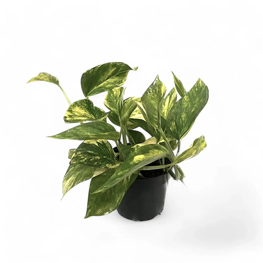Epipremnum aureum 'HiColor' potted plant in nursery pot on white background.