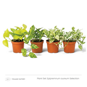 Epipremnum aureum Selection plant set with four lime, yellow-green and white-variegated plants in nursery pots