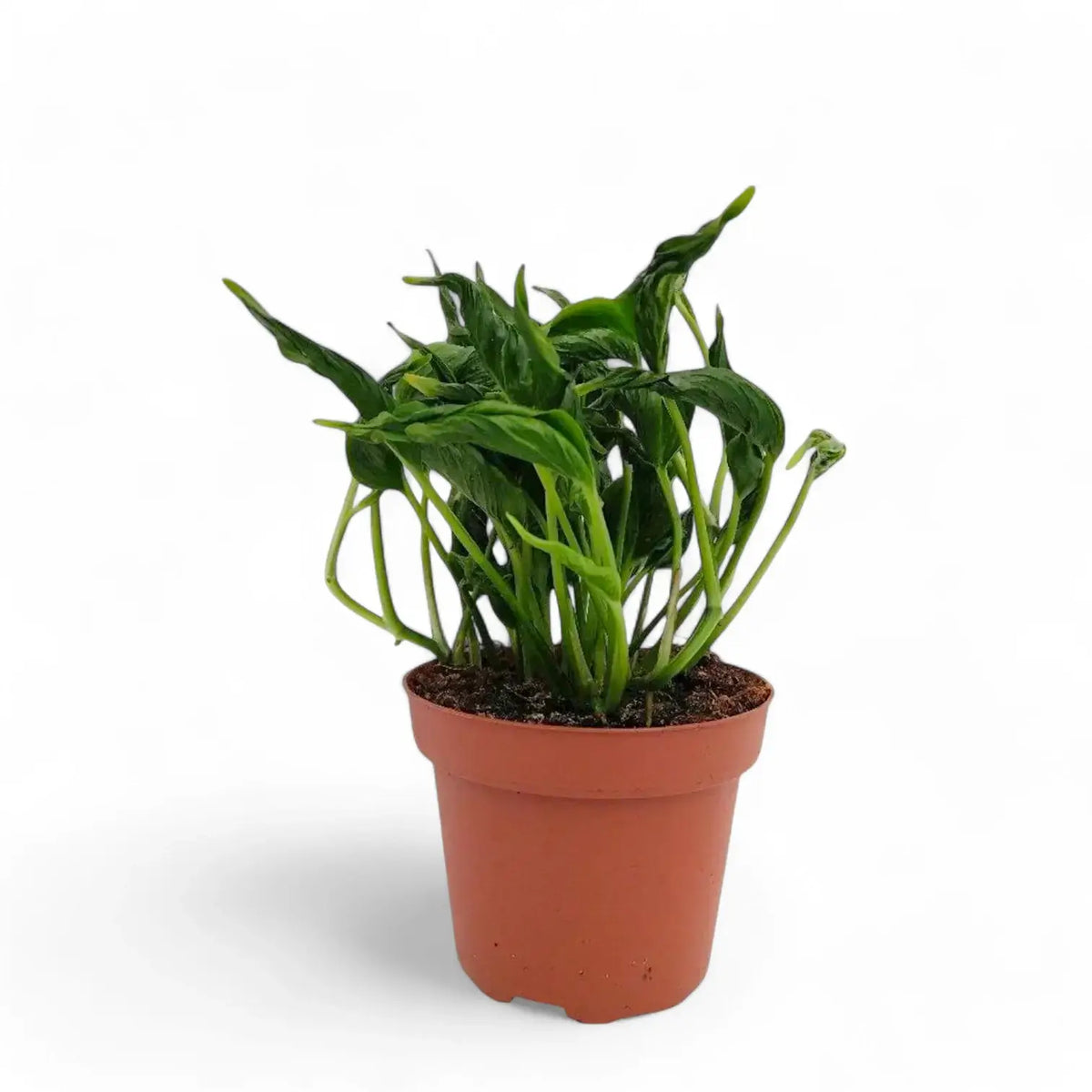 Epipremnum aureum 'Shangri La' aka 'Sleeping Pothos' potted plant in nursery pot on white background.