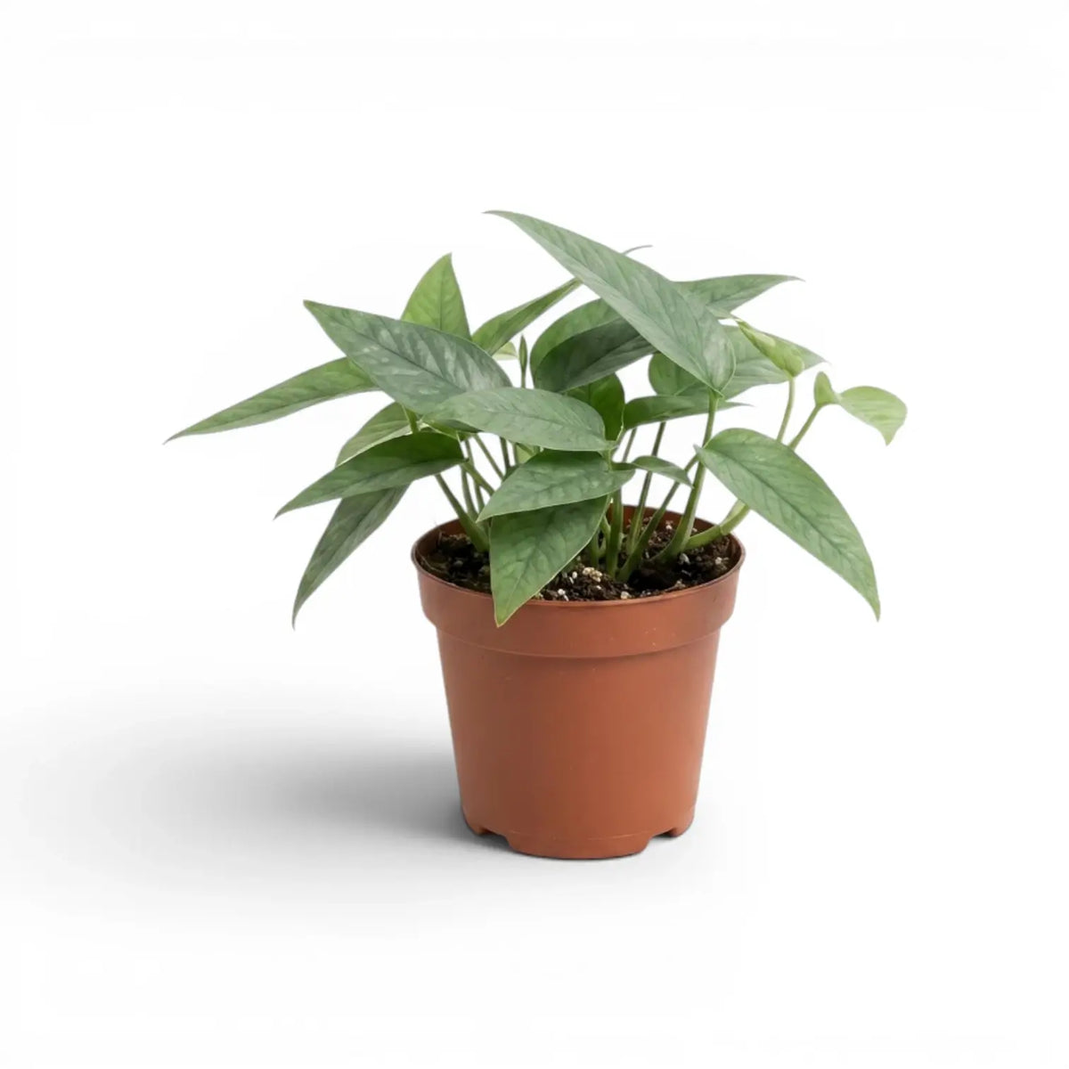 Medium Epipremnum Cebu Blue plant in a nursery pot on a white background