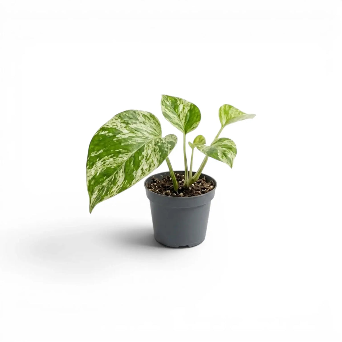 Epipremnum aureum Marble Queen baby plant in a nursery pot on a white background