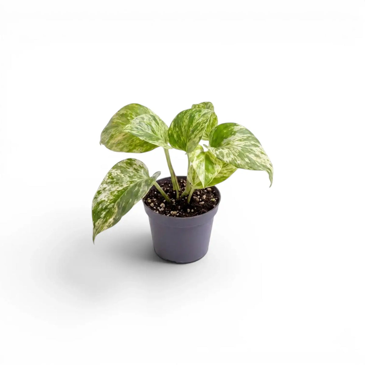 Epipremnum aureum Marble Queen baby plant in a nursery pot on a white background