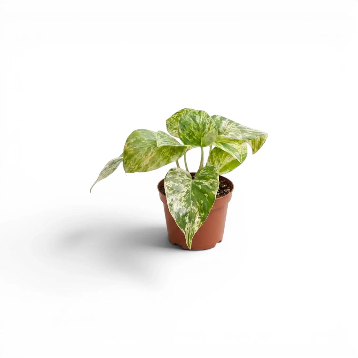Epipremnum aureum Marble Queen baby plant in a nursery pot on a white background