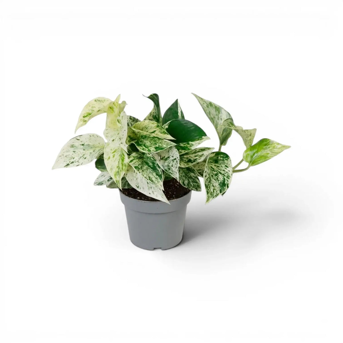 Medium Epipremnum aureum Marble Queen plant in a nursery pot on a white background