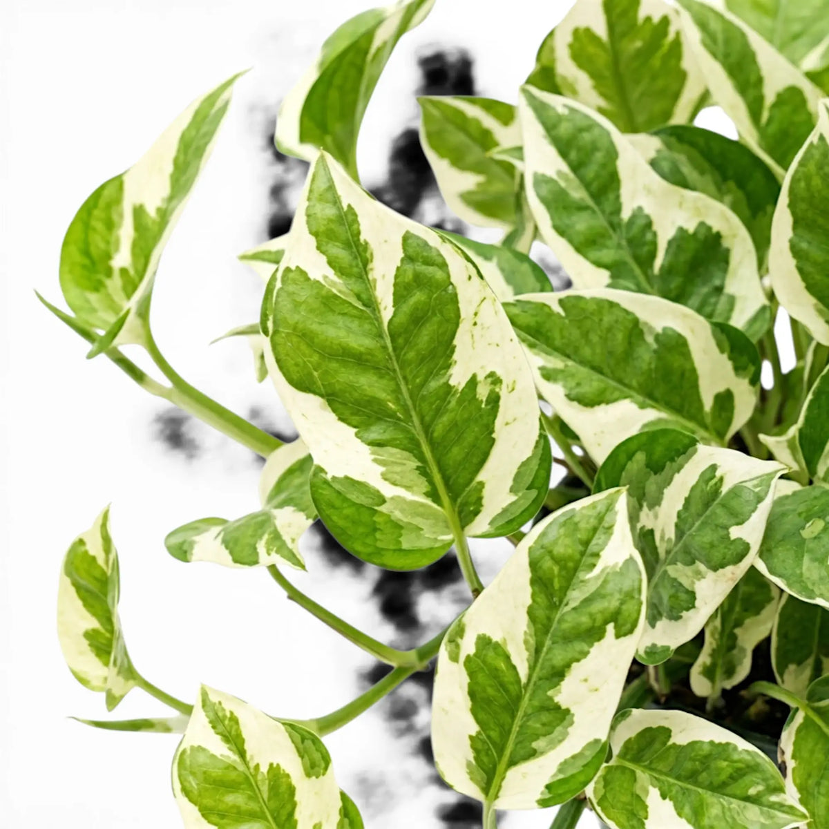 Epipremnum aureum N'Joy foliage close-up with green and cream variegation.