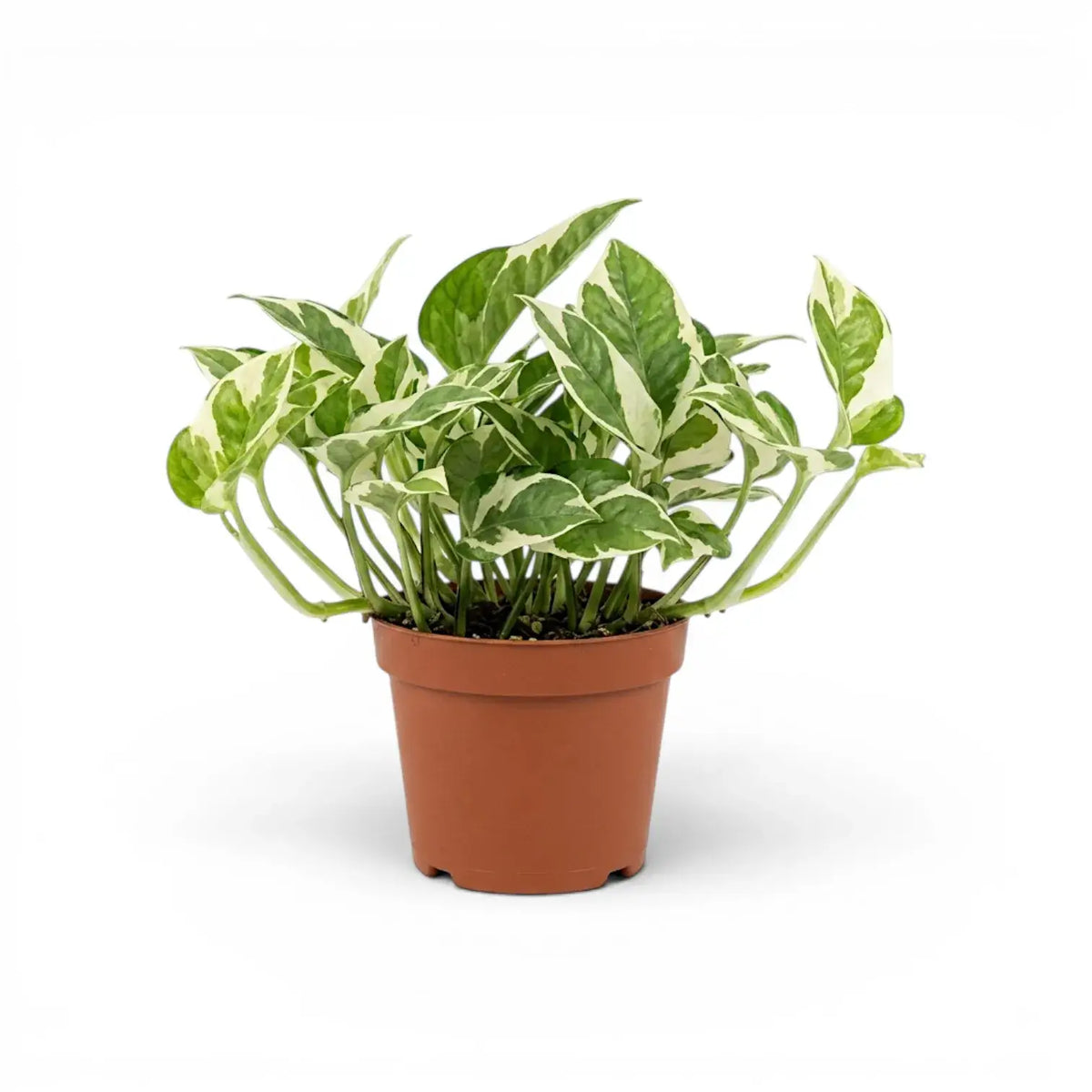 Epipremnum aureum N'Joy medium plant in a nursery pot.