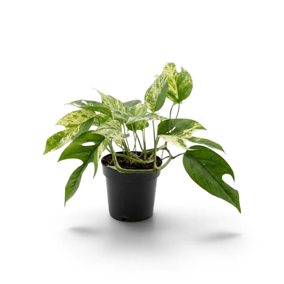 Young Epipremnum pinnatum 'Marble' with mixed solid and split leaves in a black nursery pot