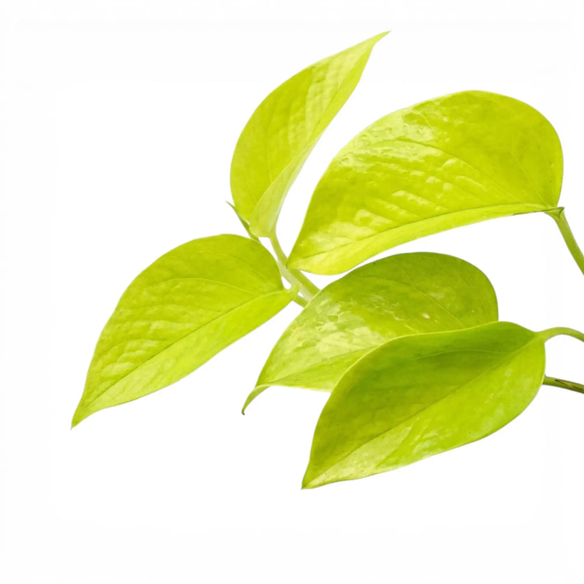 Epipremnum pinnatum Neon foliage close-up with lime-green leaves.