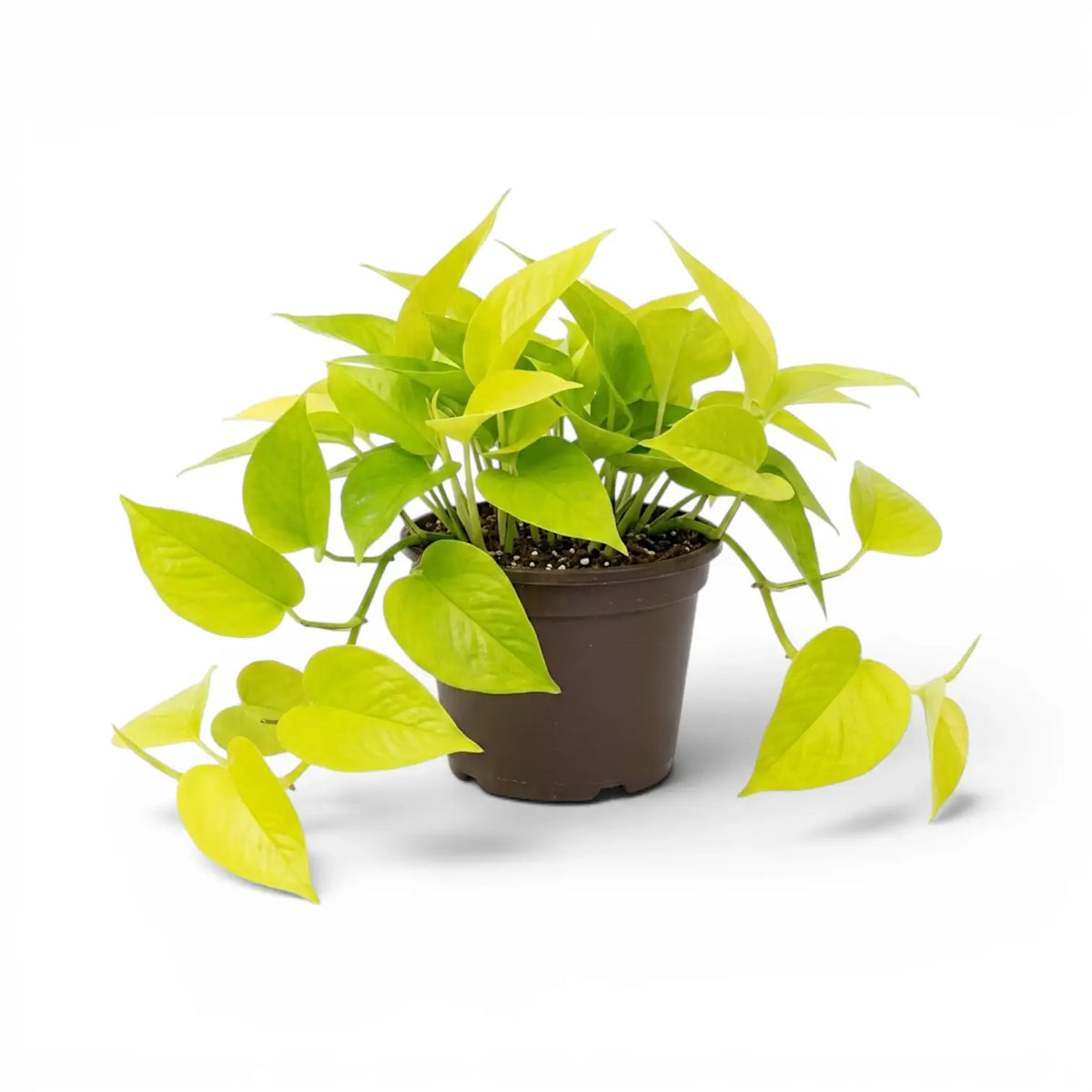 Epipremnum aureum Neon with solid chartreuse leaves in a nursery pot