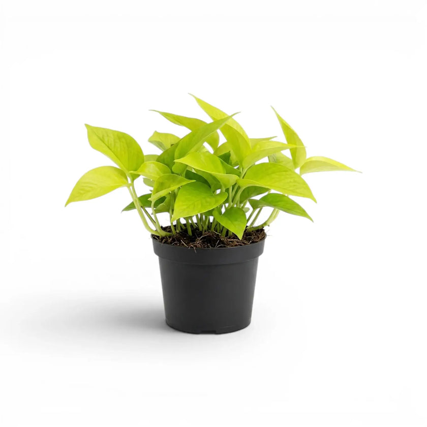 Epipremnum pinnatum Neon plant with lime-green leaves in a nursery pot.