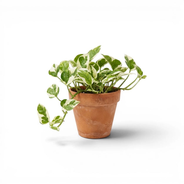 Epipremnum aureum 'N'Joy' compact white-variegated foliage