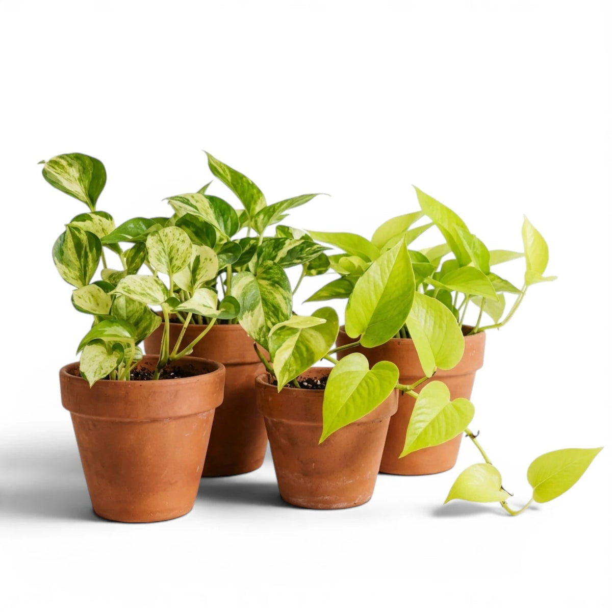Four Epipremnum varieties with green leaves on a white background