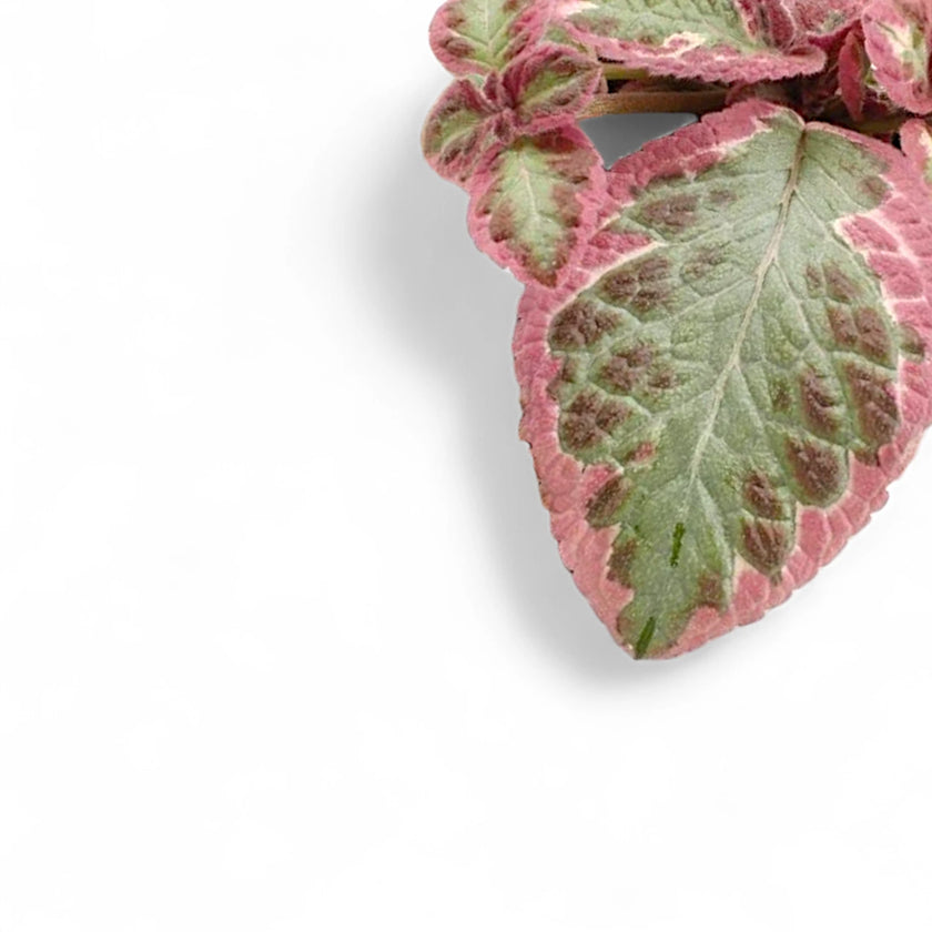 Episcia cupreata 'Pink Brocade' close-up of leaf on white background.