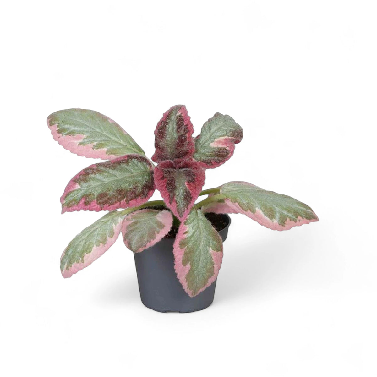 Episcia cupreata 'Pink Brocade' potted plant in nursery pot on white background.
