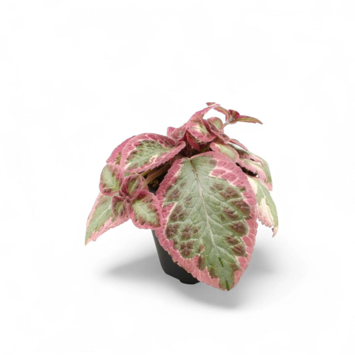 Episcia cupreata 'Pink Brocade' potted plant in nursery pot on white background.