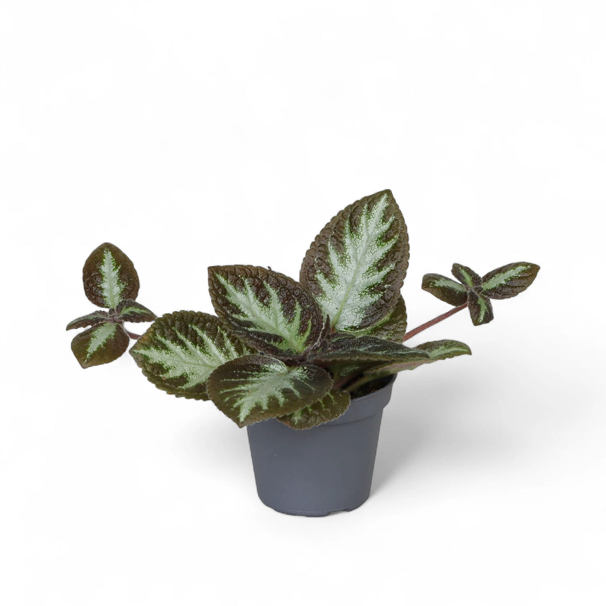 Episcia cupreata 'Silver Shield' potted plant in nursery pot on white background.