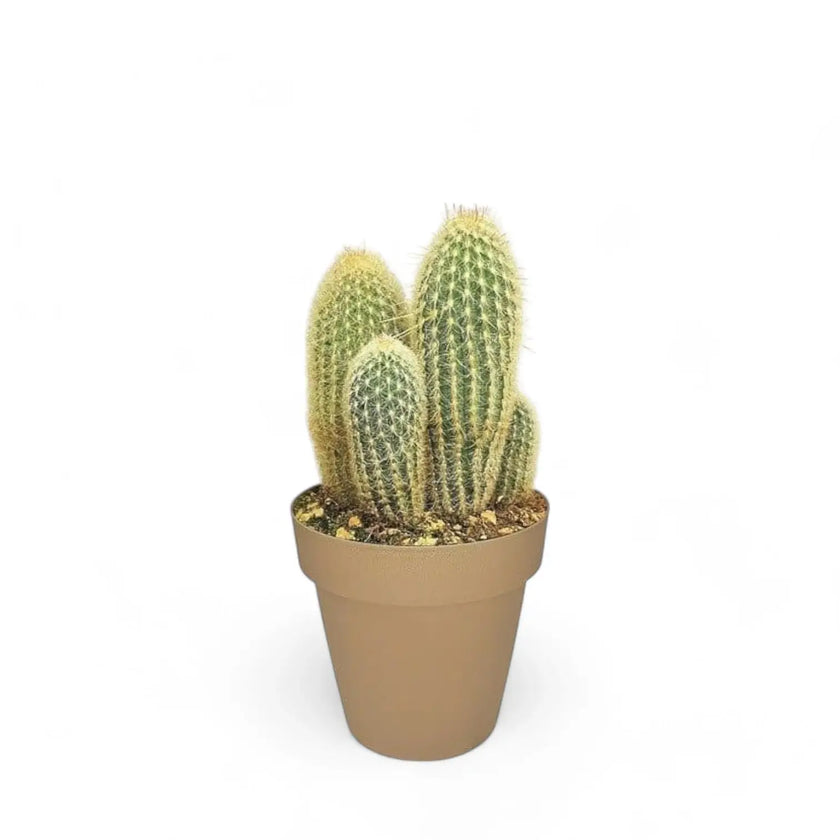 Espostoa lanata potted plant in nursery pot on white background.