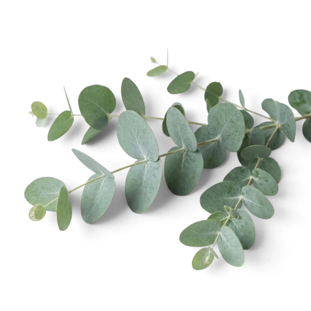 Close-up of Eucalyptus gunnii rounded blue-grey juvenile leaves along a slender stem