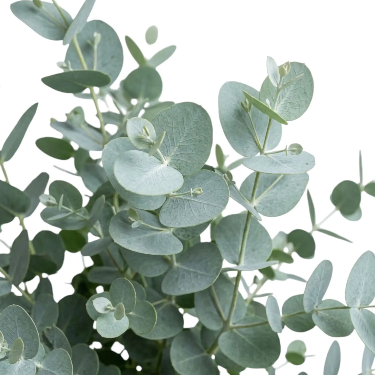 Eucalyptus gunnii foliage detail showing smooth coin-shaped leaves with a silvery blue-green cast