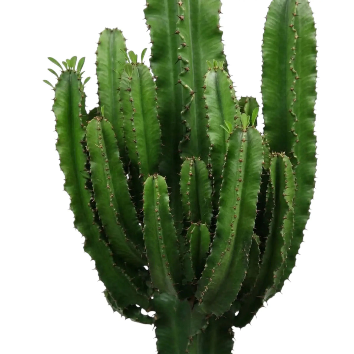 Ribbed green stem and paired spines of Euphorbia abyssinica