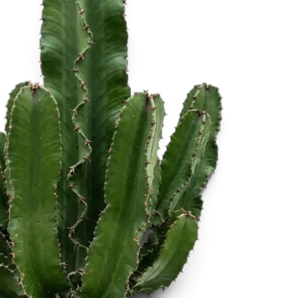 Euphorbia abyssinica (erythraeae form) with clustered upright branches and spiny green ridges