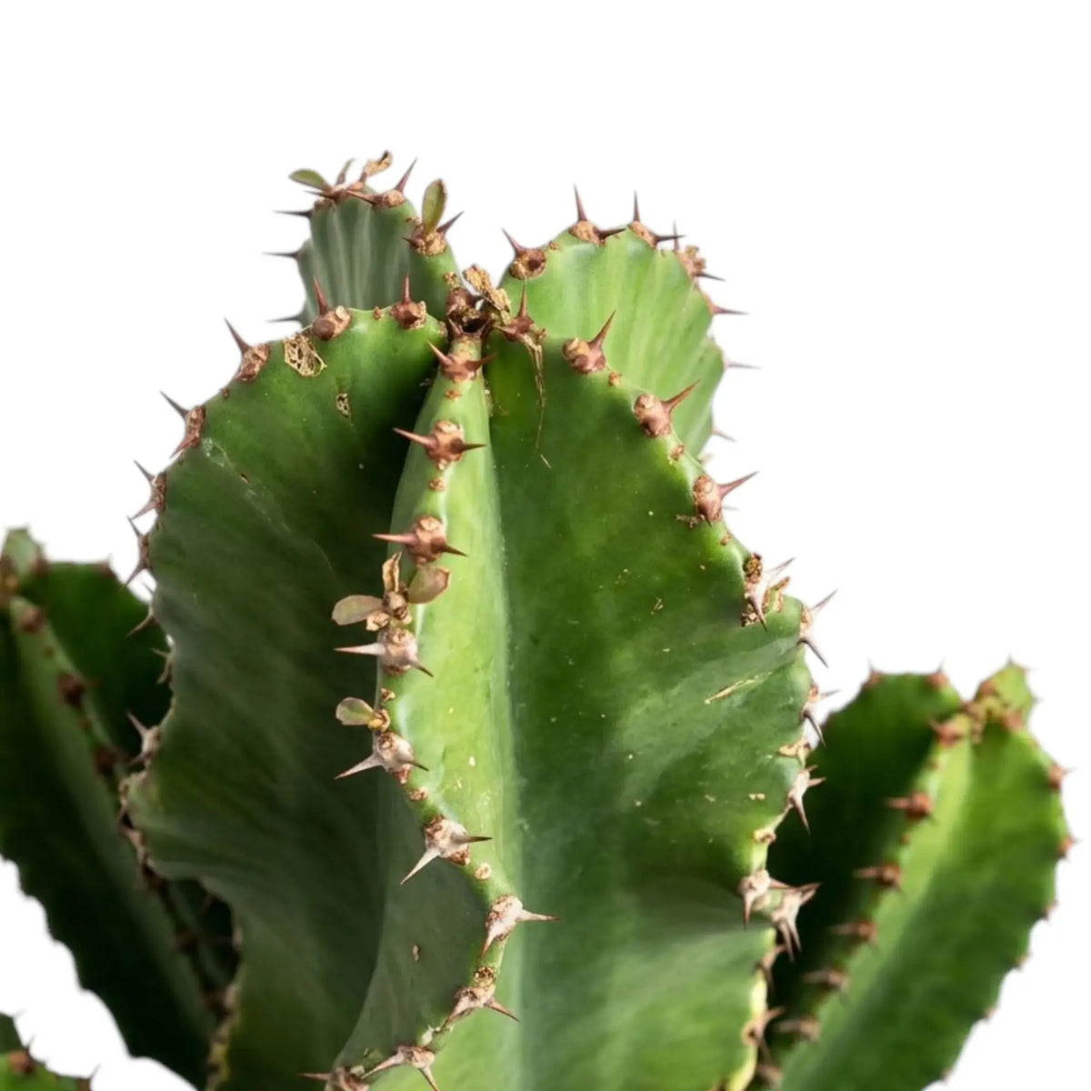 Top of Euphorbia abyssinica (erythraeae form) with angular green stems and short brown spines