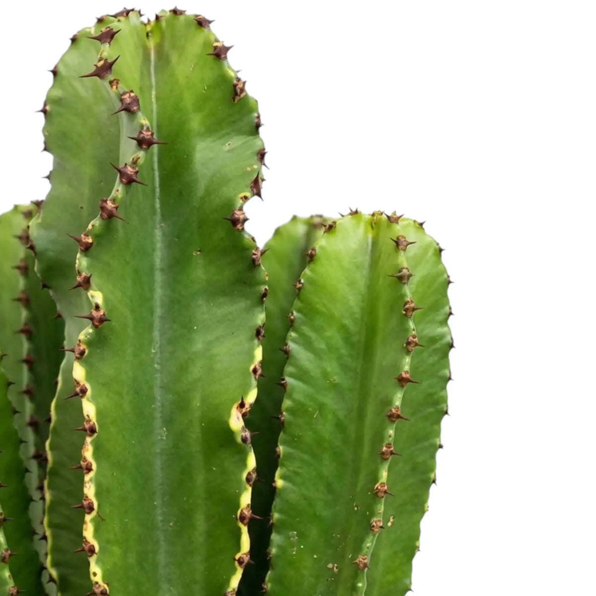 Euphorbia abyssinica (erythraeae form) showing light green ribs lined with small brown spines