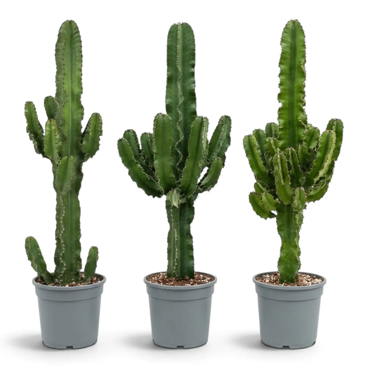 Three potted Euphorbia abyssinica (erythraeae form) plants with upright branching stems