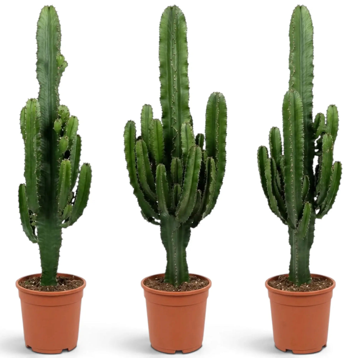 Extra-large Euphorbia abyssinica with ribbed green stems and paired spines