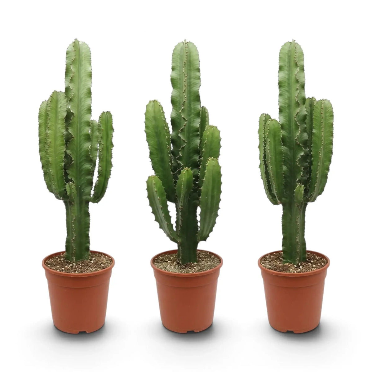 Large Euphorbia abyssinica with ribbed green stems and paired spines