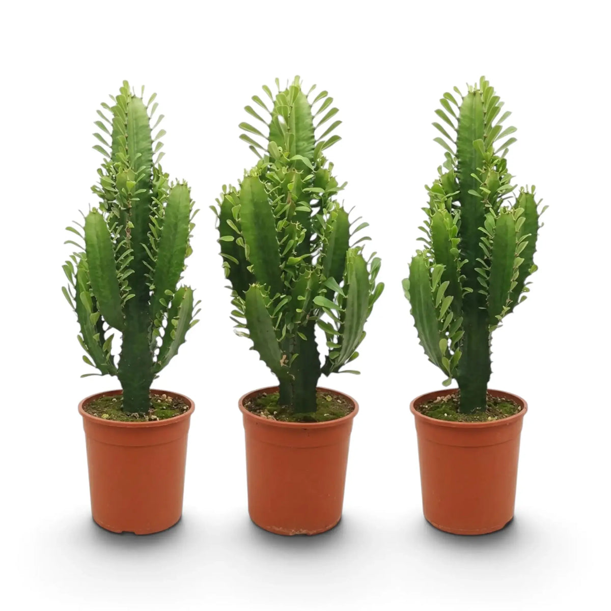 Large Euphorbia abyssinica with ribbed green stems and paired spines