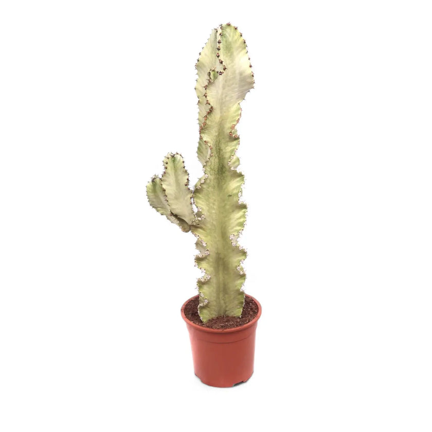 Euphorbia abyssinica var. erythraeae variegata – Topfpflanze im Kulturtopf vor weißem Hintergrund, Produktfoto 2.
