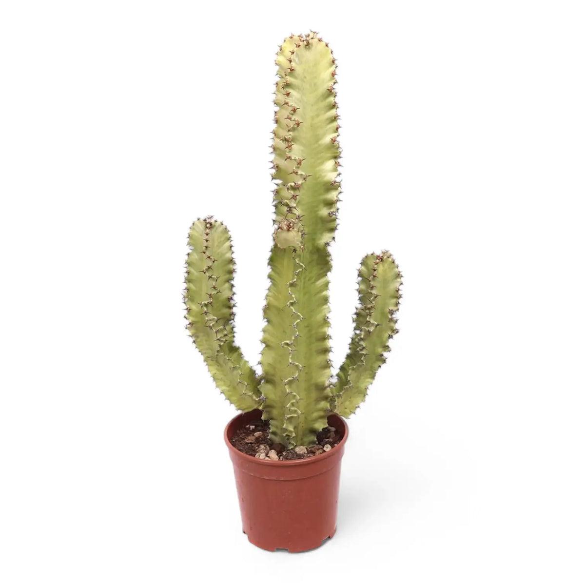Euphorbia abyssinica var. erythraeae variegata potted plant in nursery pot on white background.