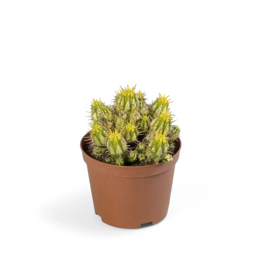 Euphorbia aggregata variegata Zimmerpflanze im Anzuchttopf vor weißem Hintergrund, Produktfoto 2.