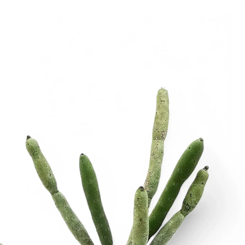 Euphorbia alluaudii – Blattdetail vor weißem Hintergrund..