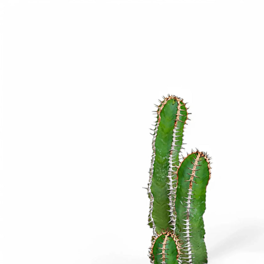 Nahaufnahme eines Sprosses von Euphorbia avasmontana vor weißem Hintergrund.