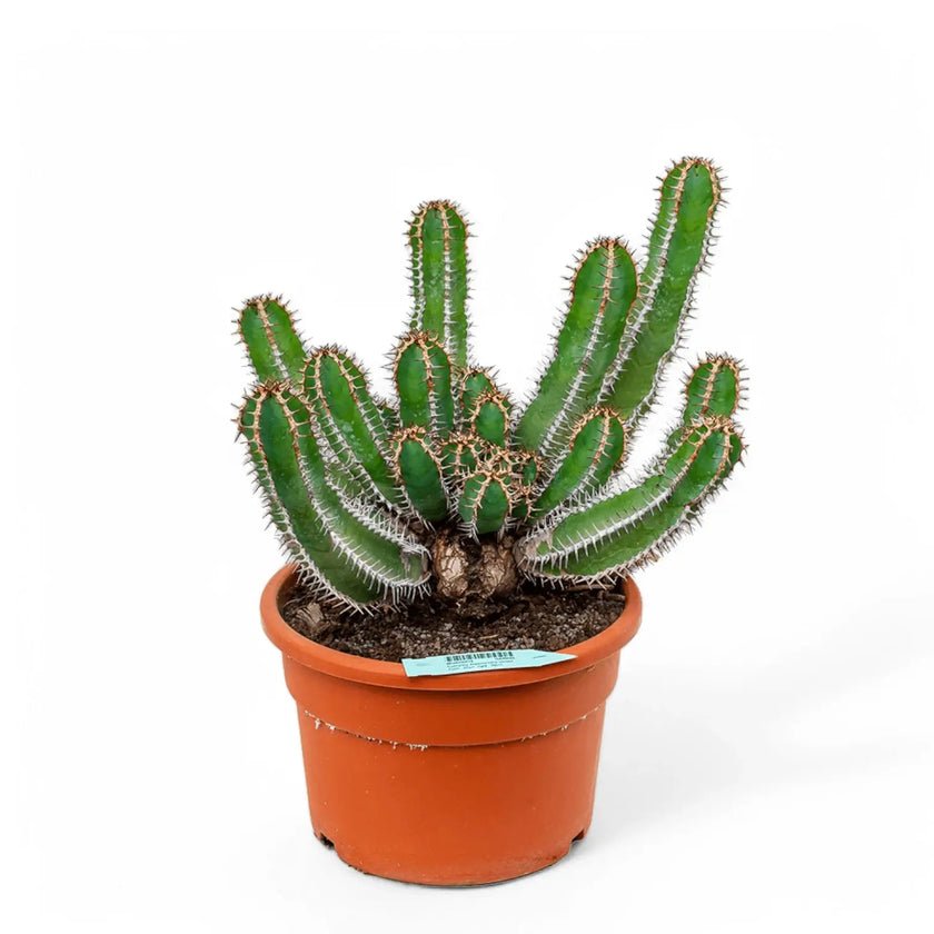 Euphorbia avasmontana – Topfpflanze im Kulturtopf vor weißem Hintergrund, Produktfoto 2.