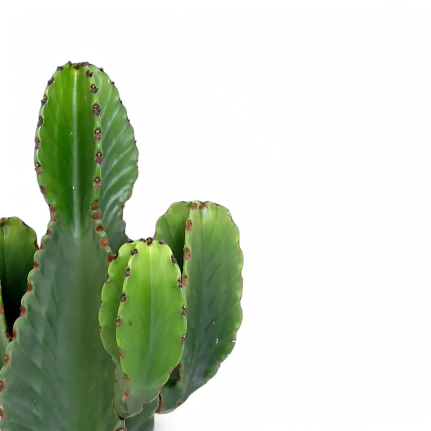 Euphorbia ingens leaf detail on white background.