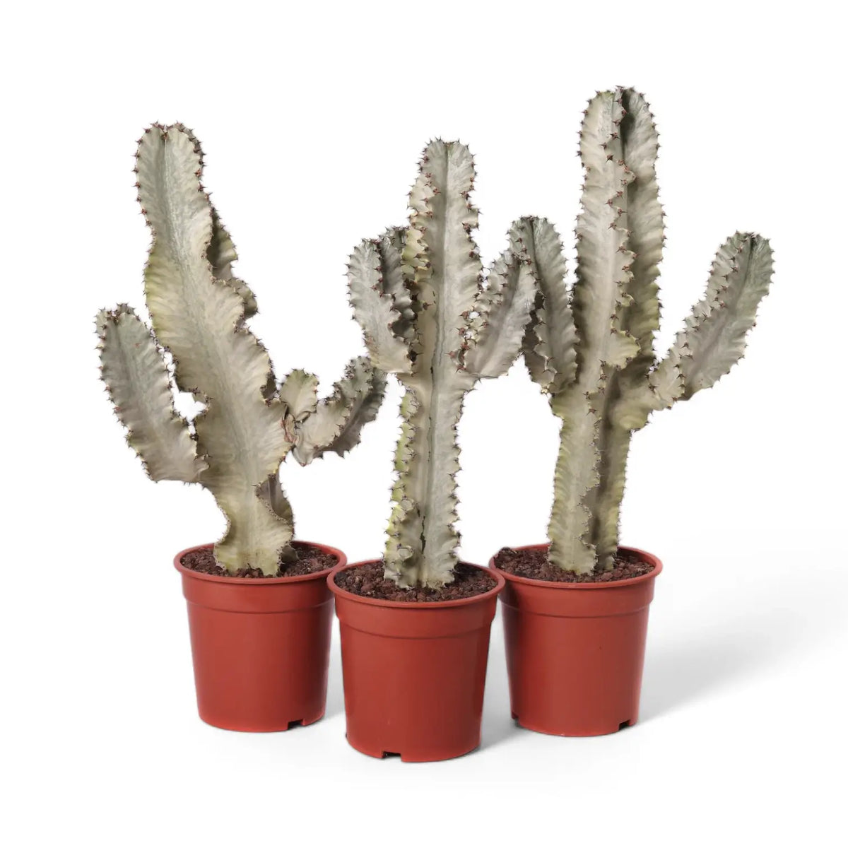 Euphorbia ingens 'Marmorata' potted plant in nursery pot on white background.