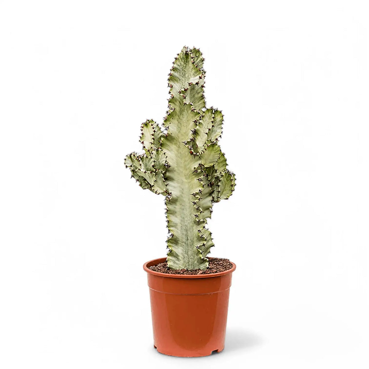 Euphorbia ingens 'Marmorata' potted plant in nursery pot on white background.