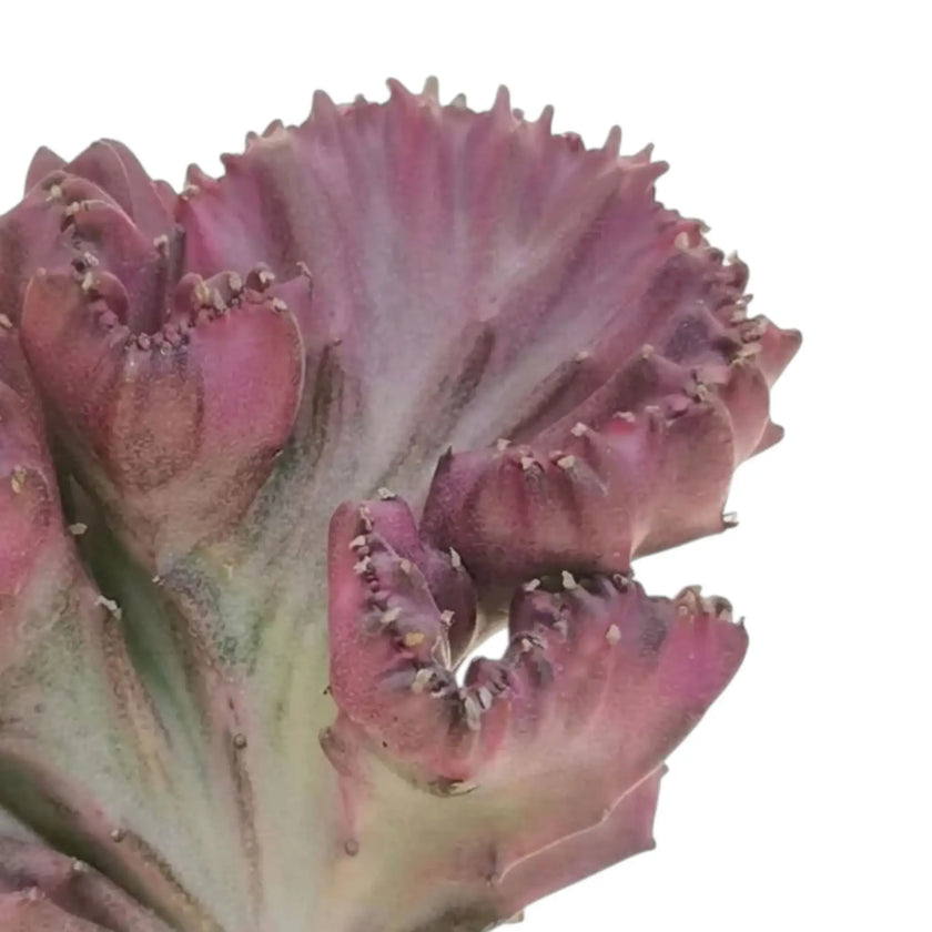 Close-up of a crested Euphorbia lactea with scalloped pink and pale green fan-shaped growth