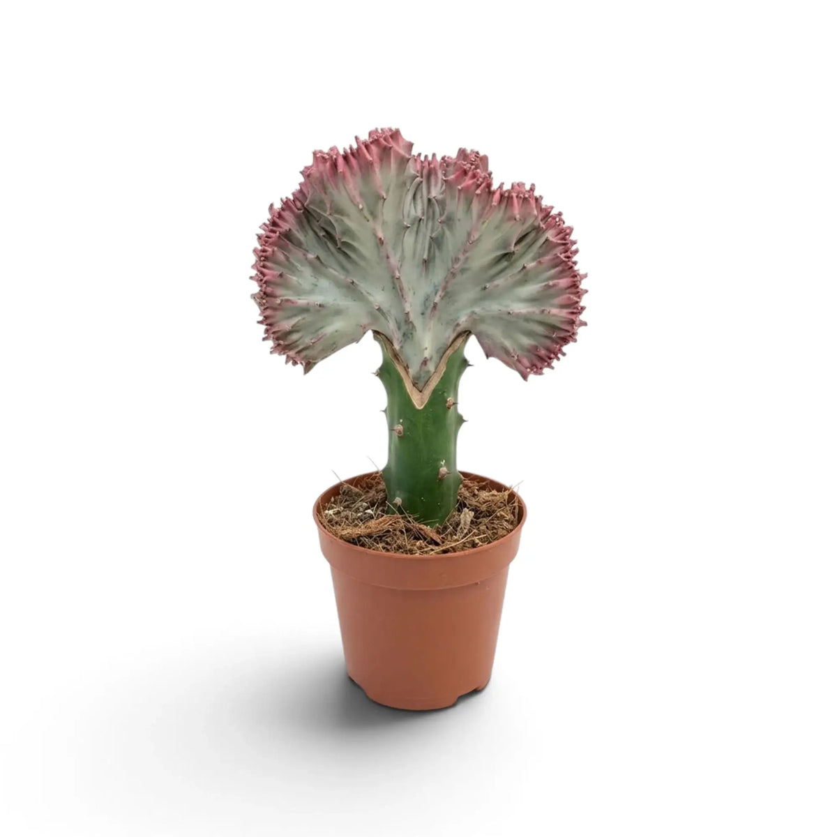 Einzelne Euphorbia lactea mit hellgraugrünem, fächerförmigem Kamm über einem kurzen grünen Stamm