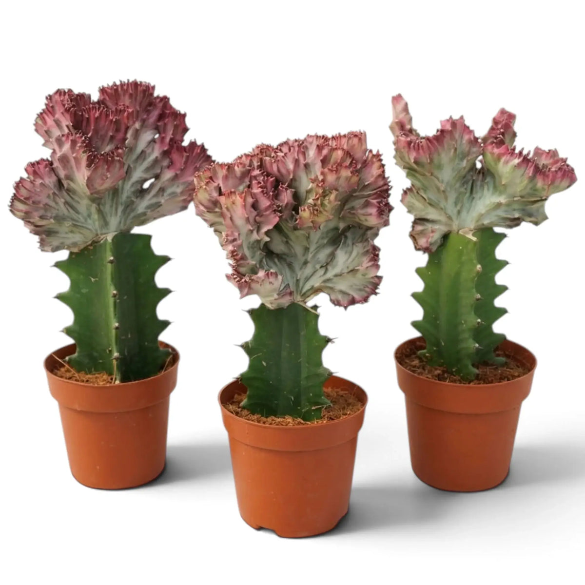 Drei gepfropfte Euphorbia lactea mit unterschiedlich geformten, rosa gesäumten Fächern