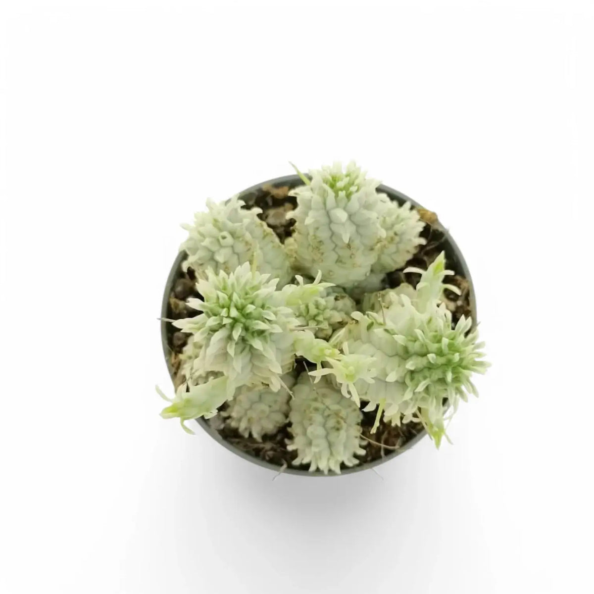 Euphorbia mammillaris f. variegata potted plant in nursery pot on white background.