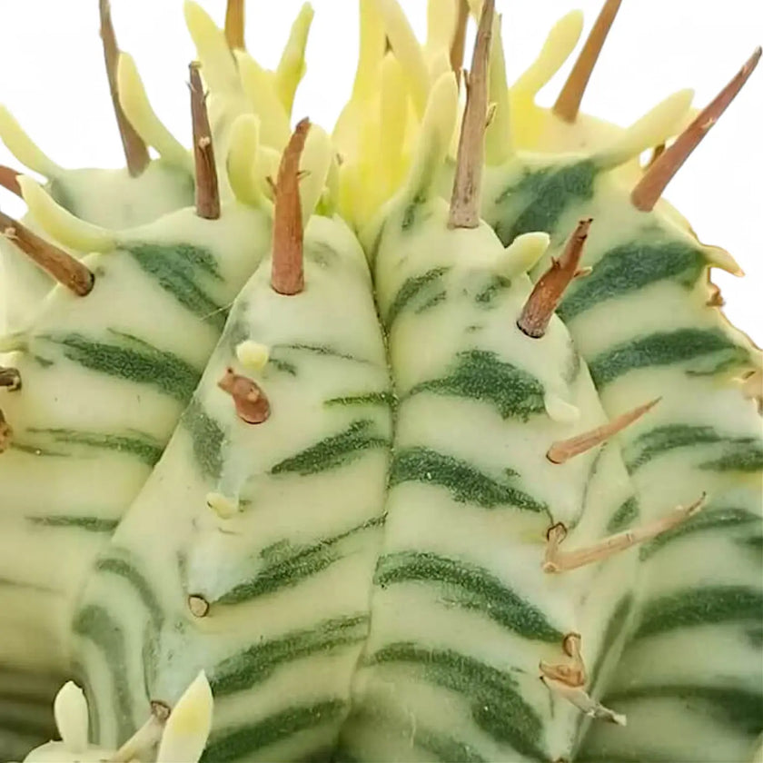Euphorbia meloformis f. variegata – Blattdetail vor weißem Hintergrund..