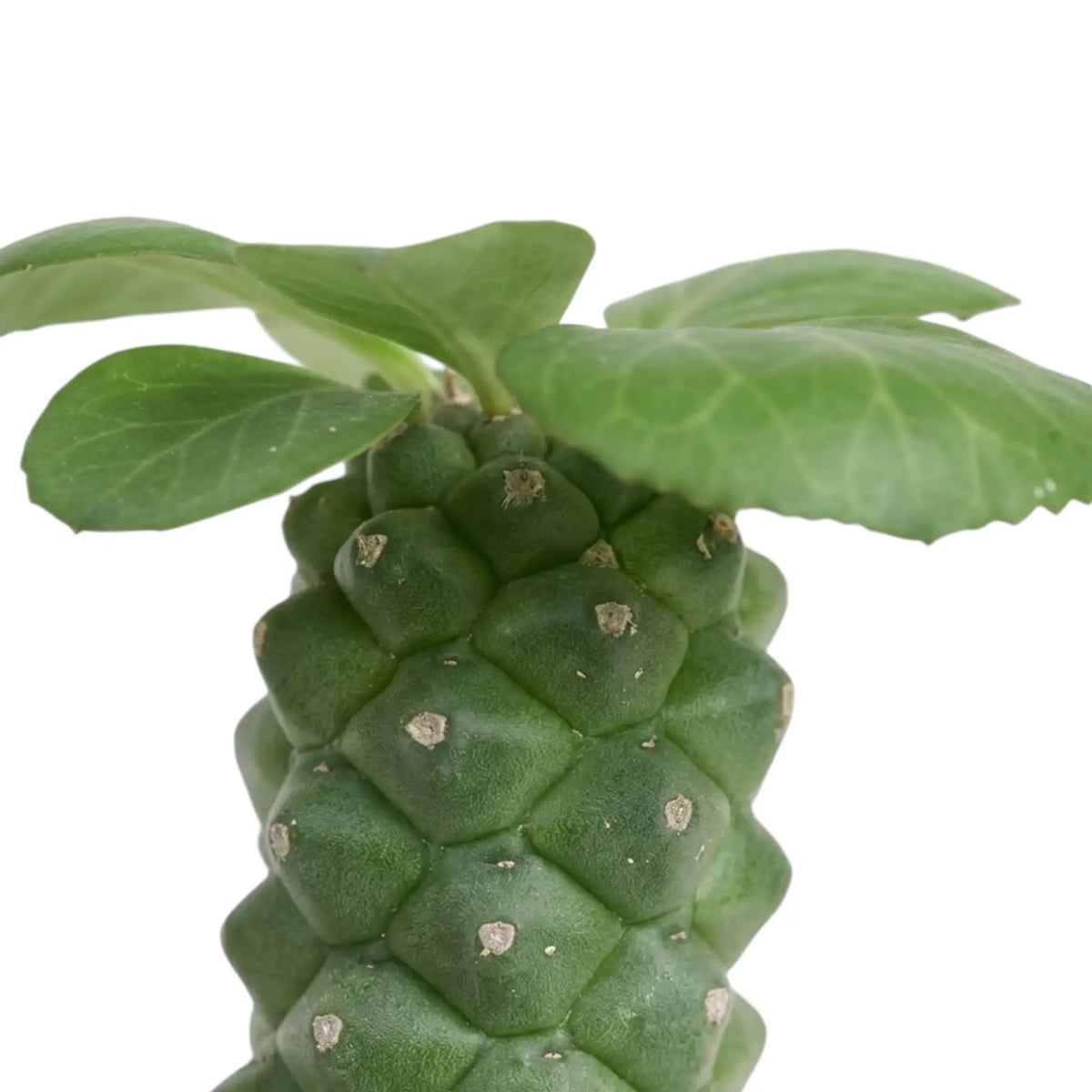 Broad green leaves emerging from the patterned stem of Euphorbia ritchiei