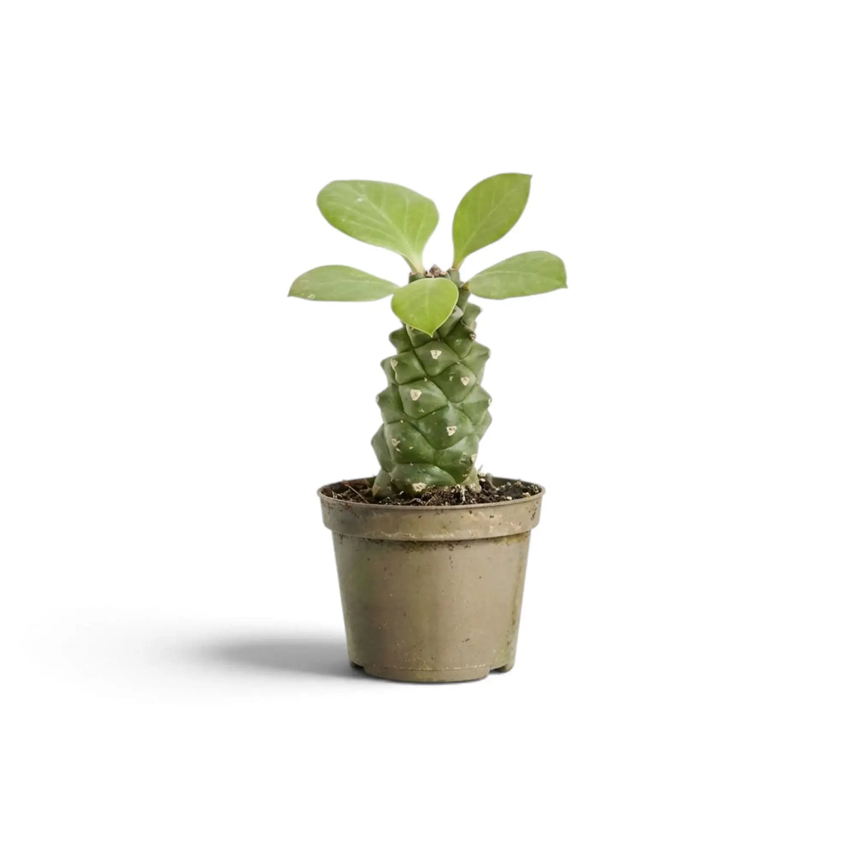 Small Euphorbia ritchiei succulent with spreading top leaves in a beige pot